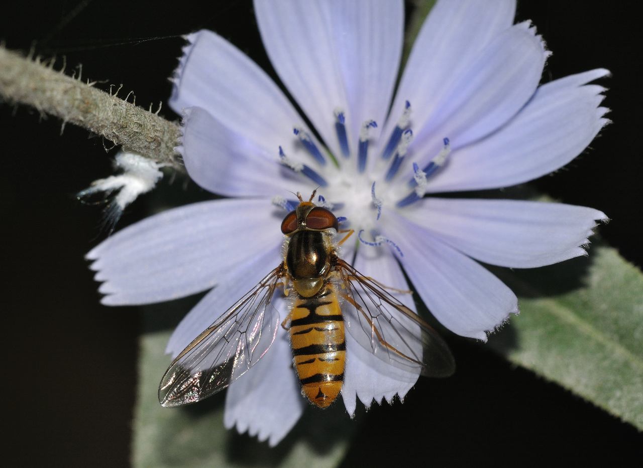 Episyrphus balteatus (Syrphidae)